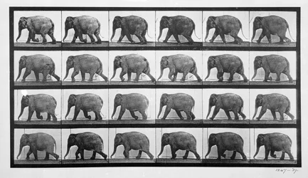 Éléphant marchant, planche 733 de 